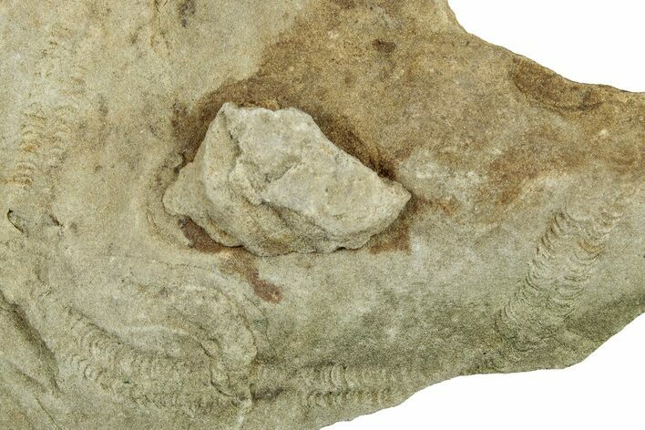 Cruziana (Fossil Trilobite Trackway) Plate - Indiana #325678